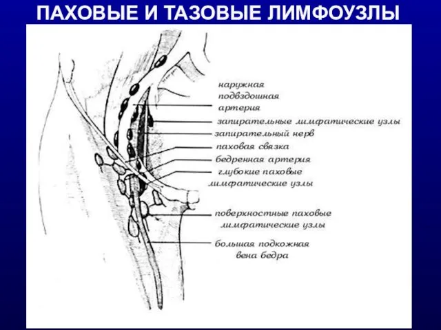 ПАХОВЫЕ И ТАЗОВЫЕ ЛИМФОУЗЛЫ