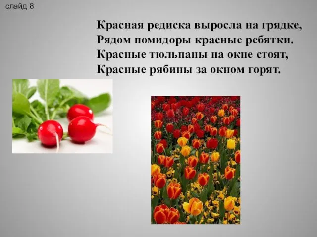 Красная редиска выросла на грядке, Рядом помидоры красные ребятки. Красные тюльпаны