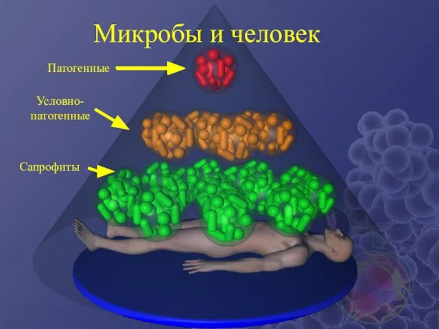 Микробы и человек Патогенные Условно-патогенные Сапрофиты