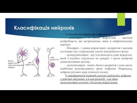 Класифікація нейронів За кількістю відростків нейрони поділяють на: - уніполярні -