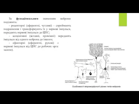 За функціональним значенням нейрони поділяють: - рецепторні (аферентні, чутливі) - сприймають