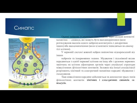 Синапс Окремі нейрони з'єднуються один з одним через складні контактні механізми