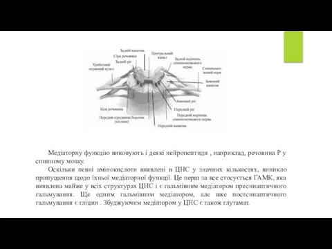 Медіаторну функцію виконують і деякі нейропептиди , наприклад, речовина Р у