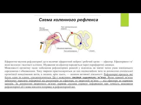 Еферентна частина рефлекторної дуги включає еферентний нейрон і робочий орган —