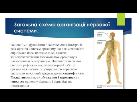 Загальна схема організації нервової системи . Основними функціями є забезпечення інтеграції