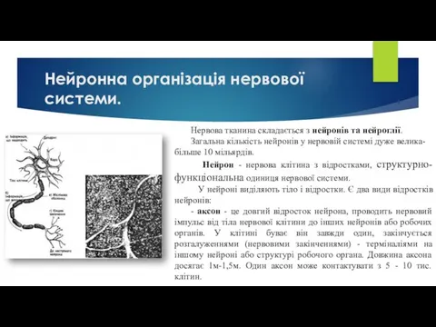 Нейронна організація нервової системи. Нервова тканина складається з нейронів та нейроглії.