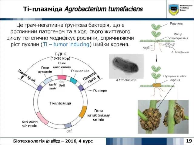 Ti-плазміда Agrobacterium tumefaciens 19 Біотехнологія in silico – 2016, 4 курс