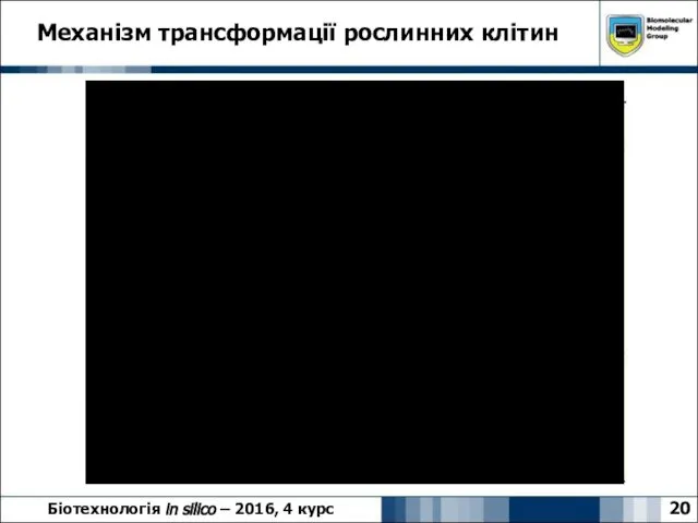 Механізм трансформації рослинних клітин 20 Біотехнологія in silico – 2016, 4 курс