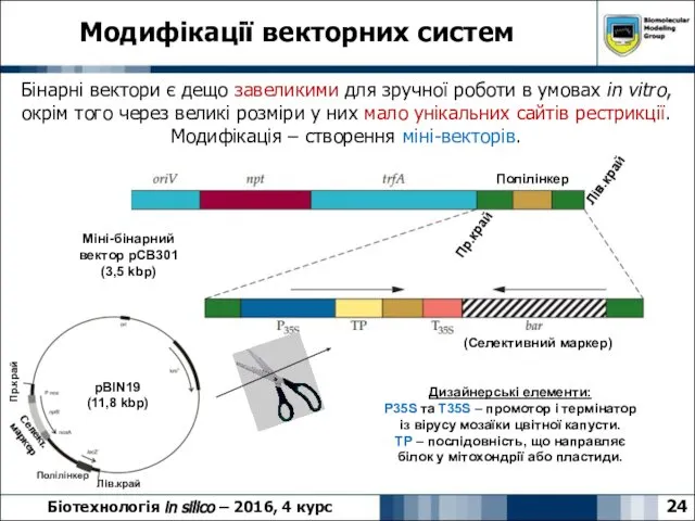 24 Модифікації векторних систем Біотехнологія in silico – 2016, 4 курс