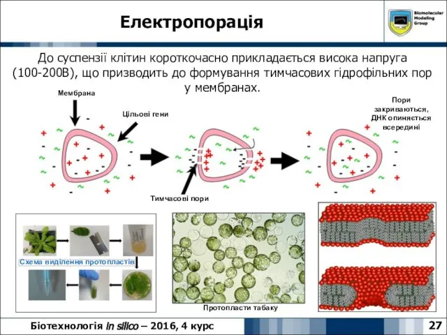 Електропорація 27 Біотехнологія in silico – 2016, 4 курс До суспензії