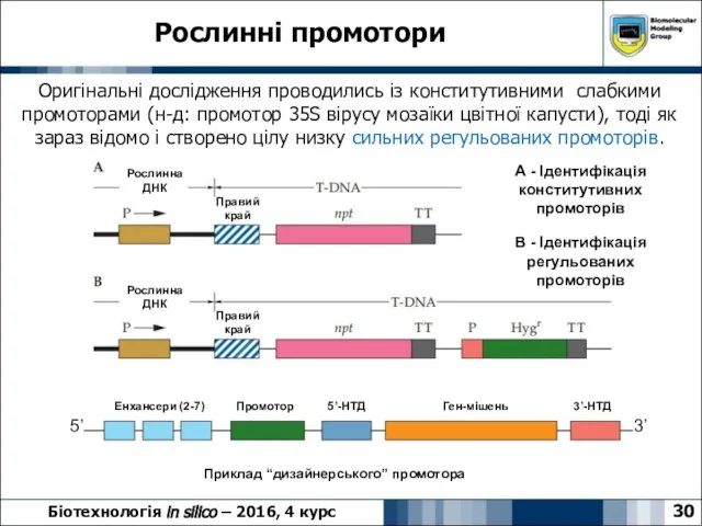 Рослинні промотори 30 Біотехнологія in silico – 2016, 4 курс Оригінальні