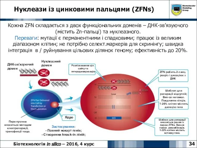 Нуклеази із цинковими пальцями (ZFNs) 34 Біотехнологія in silico – 2016,