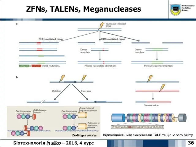 ZFNs, TALENs, Meganucleases 36 Біотехнологія in silico – 2016, 4 курс