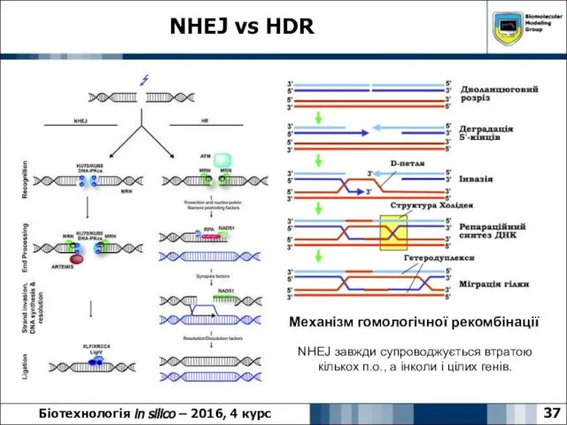 NHEJ vs HDR 37 Біотехнологія in silico – 2016, 4 курс