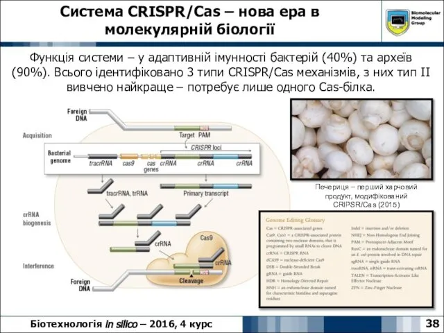Система CRISPR/Cas – нова ера в молекулярній біології 38 Біотехнологія in