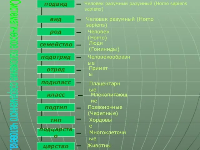 подвид вид род семейство подотряд отряд подкласс класс подтип тип подцарство