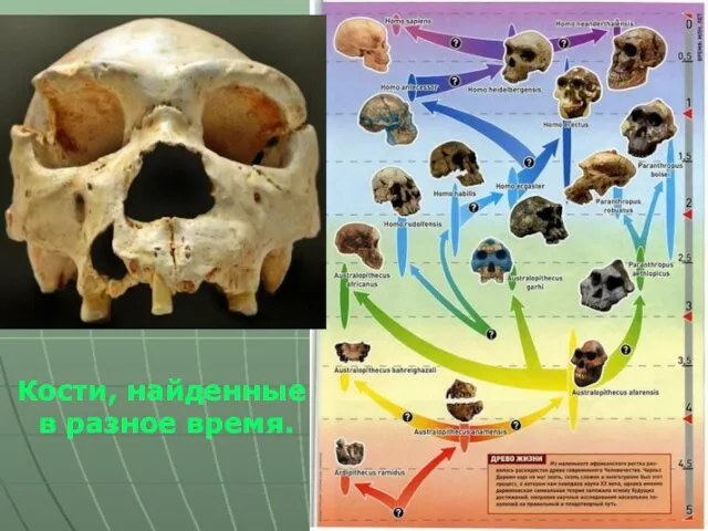 Кости, найденные в разное время.