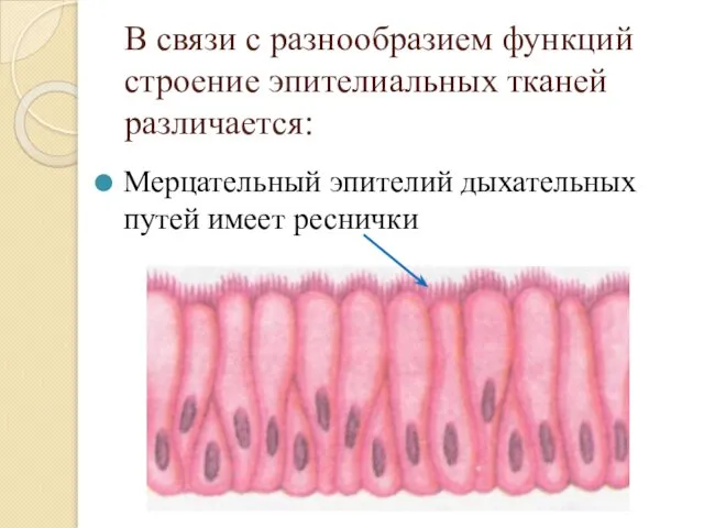 В связи с разнообразием функций строение эпителиальных тканей различается: Мерцательный эпителий дыхательных путей имеет реснички