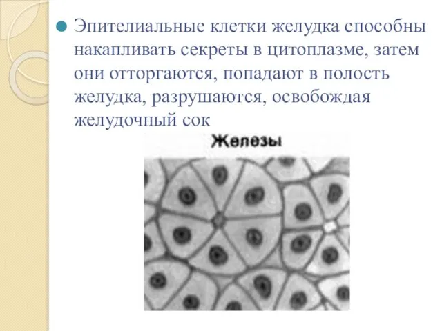 Эпителиальные клетки желудка способны накапливать секреты в цитоплазме, затем они отторгаются,