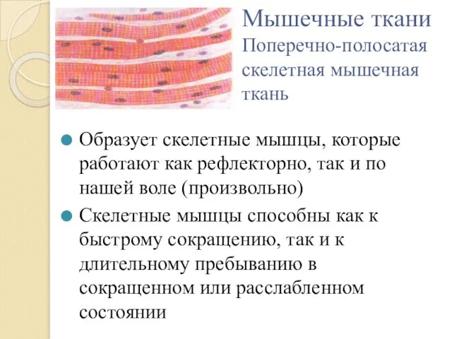 Мышечные ткани Поперечно-полосатая скелетная мышечная ткань Образует скелетные мышцы, которые работают