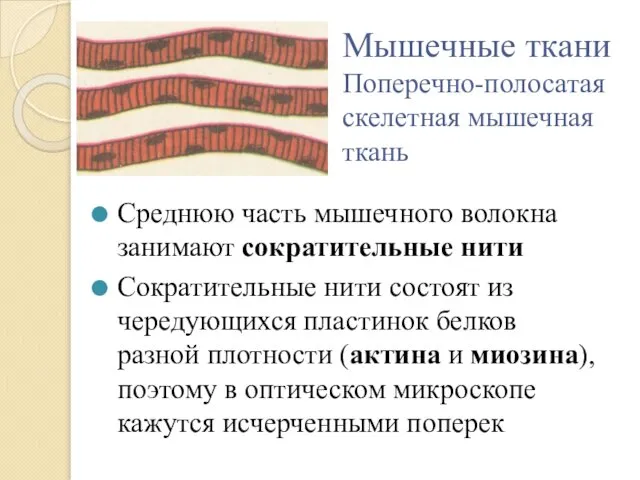 Мышечные ткани Поперечно-полосатая скелетная мышечная ткань Среднюю часть мышечного волокна занимают