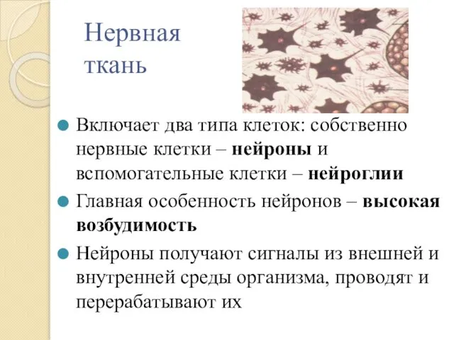 Нервная ткань Включает два типа клеток: собственно нервные клетки – нейроны