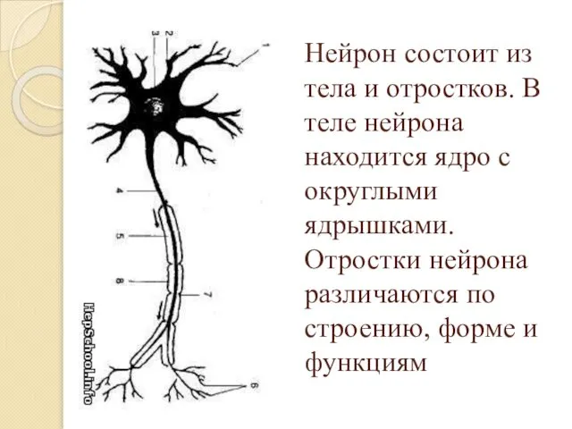 Нейрон состоит из тела и отростков. В теле нейрона находится ядро