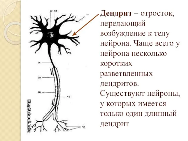 Дендрит – отросток, передающий возбуждение к телу нейрона. Чаще всего у