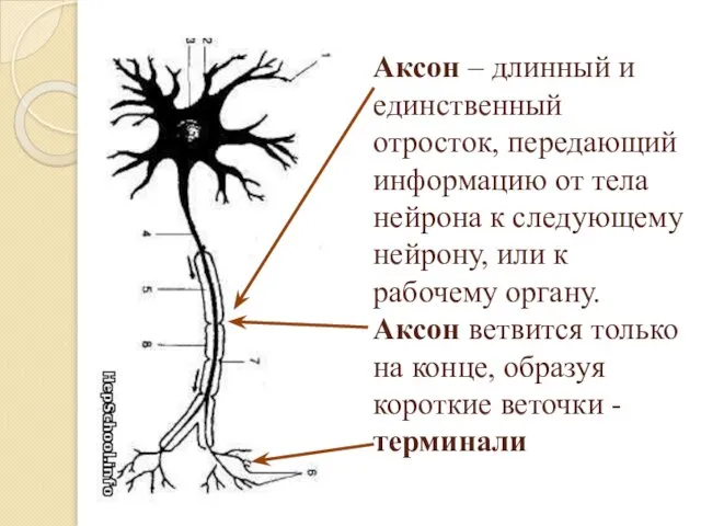 Аксон – длинный и единственный отросток, передающий информацию от тела нейрона