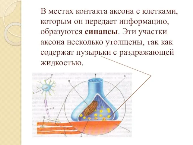 В местах контакта аксона с клетками, которым он передает информацию, образуются