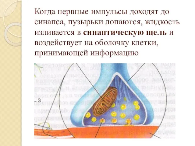 Когда нервные импульсы доходят до синапса, пузырьки лопаются, жидкость изливается в