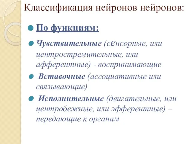 Классификация нейронов нейронов: По функциям: Чувствительные (сенсорные, или центростремительные, или афферентные)