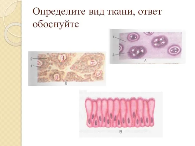 Определите вид ткани, ответ обоснуйте