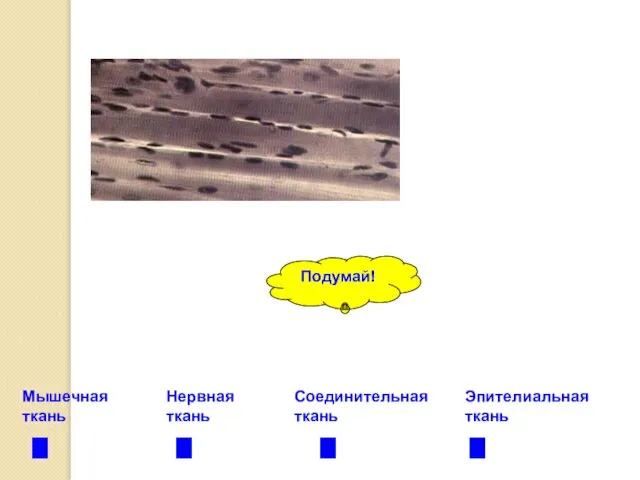 Мышечная ткань Нервная ткань Соединительная ткань Эпителиальная ткань Подумай!
