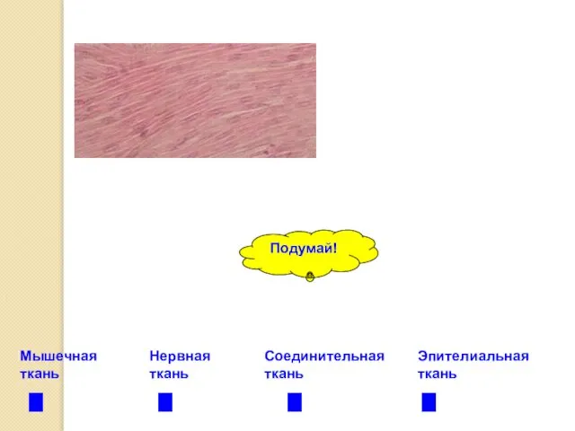 Мышечная ткань Нервная ткань Соединительная ткань Эпителиальная ткань Подумай!