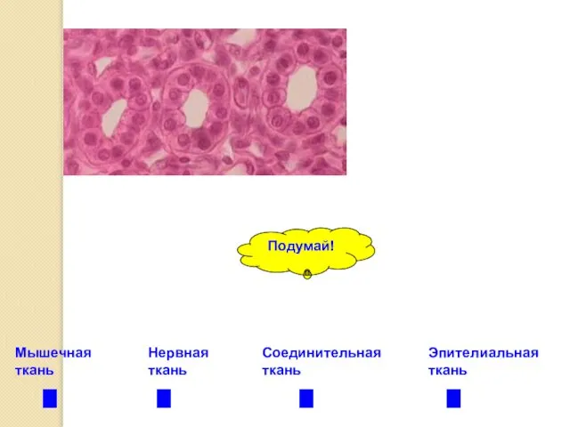 Эпителиальная ткань Нервная ткань Соединительная ткань Мышечная ткань Подумай!