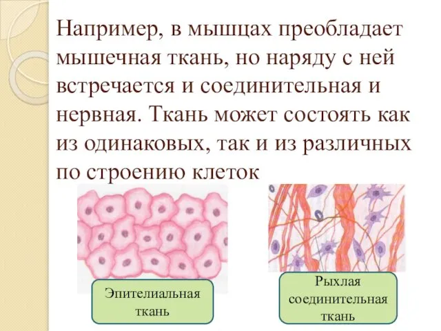 Например, в мышцах преобладает мышечная ткань, но наряду с ней встречается