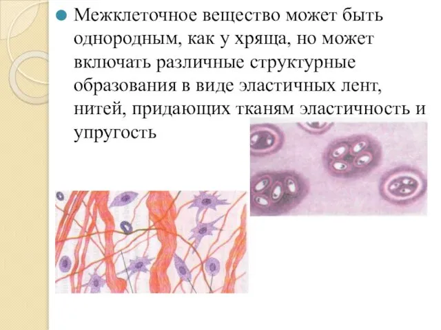 Межклеточное вещество может быть однородным, как у хряща, но может включать