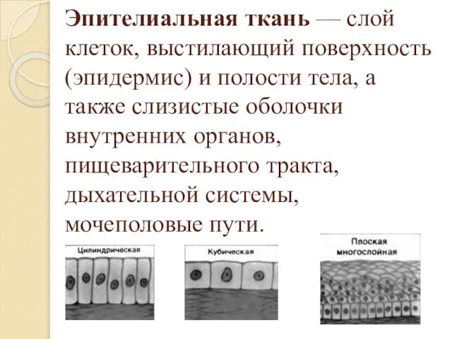 Эпителиальная ткань — слой клеток, выстилающий поверхность (эпидермис) и полости тела,