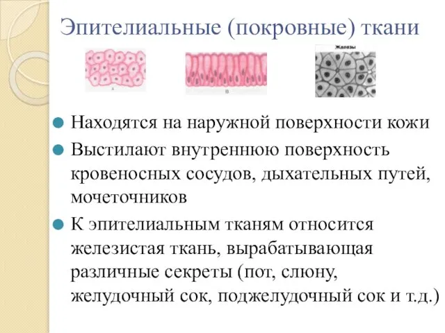 Эпителиальные (покровные) ткани Находятся на наружной поверхности кожи Выстилают внутреннюю поверхность