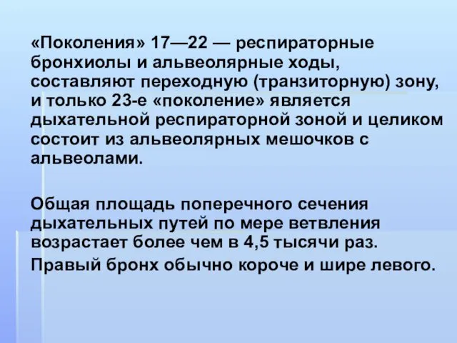 «Поколения» 17—22 — респираторные бронхиолы и альвеолярные ходы, составляют переходную (транзиторную)