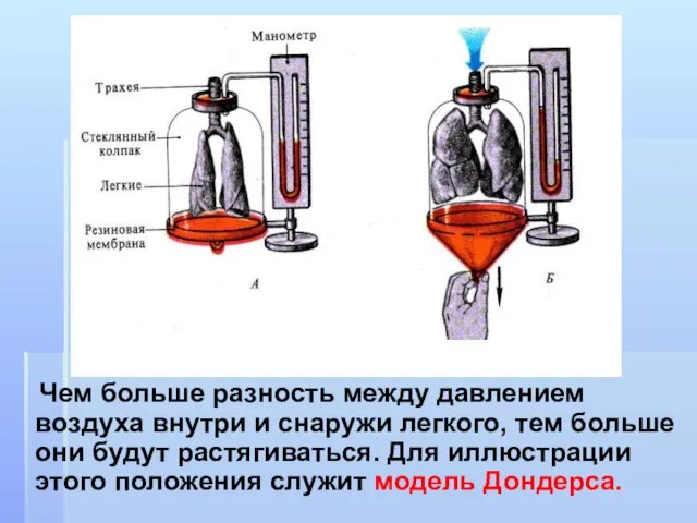 Чем больше разность между давлением воздуха внутри и снаружи легкого, тем