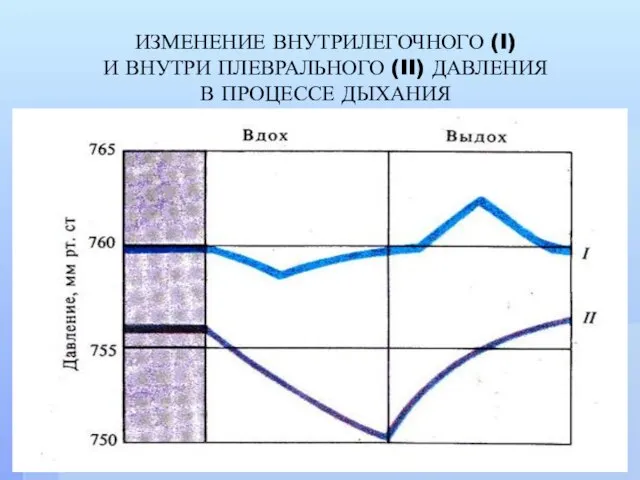 ИЗМЕНЕНИЕ ВНУТРИЛЕГОЧНОГО (I) И ВНУТРИ ПЛЕВРАЛЬНОГО (II) ДАВЛЕНИЯ В ПРОЦЕССЕ ДЫХАНИЯ