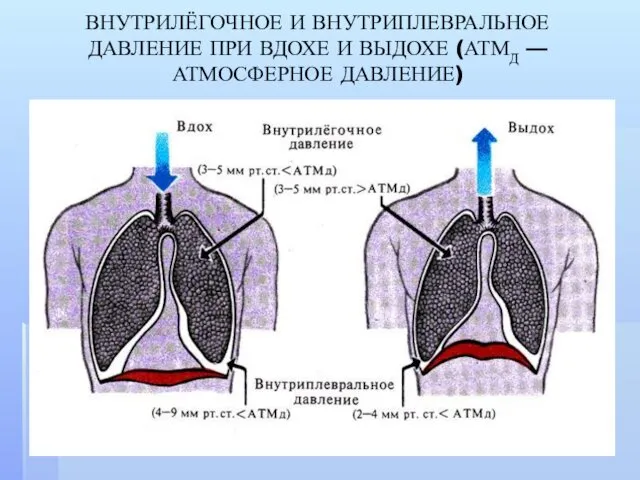 ВНУТРИЛЁГОЧНОЕ И ВНУТРИПЛЕВРАЛЬНОЕ ДАВЛЕНИЕ ПРИ ВДОХЕ И ВЫДОХЕ (АТМД — АТМОСФЕРНОЕ ДАВЛЕНИЕ)
