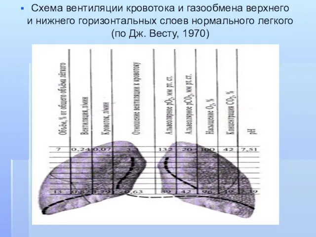 Схема вентиляции кровотока и газообмена верхнего и нижнего горизонтальных слоев нормального легкого (по Дж. Весту, 1970)