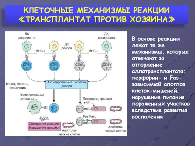 КЛЕТОЧНЫЕ МЕХАНИЗМЫ РЕАКЦИИ ≪ТРАНСПЛАНТАТ ПРОТИВ ХОЗЯИНА≫ В основе реакции лежат те