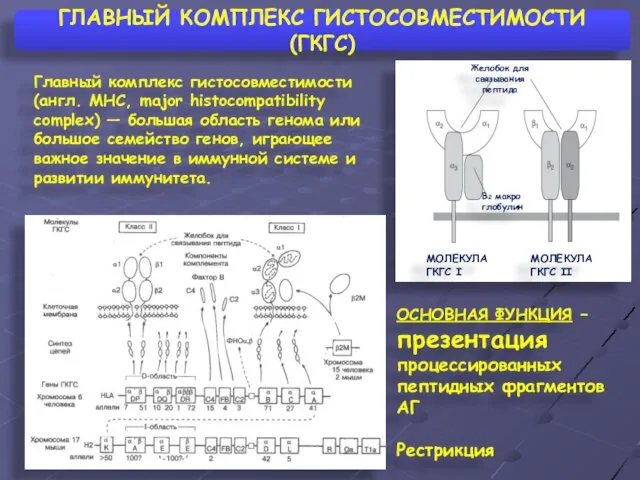 ГЛАВНЫЙ КОМПЛЕКС ГИСТОСОВМЕСТИМОСТИ (ГКГС)