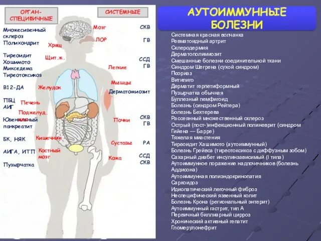 АУТОИММУННЫЕ БОЛЕЗНИ Множесивенный склероз Полихондрит Тиреоидит Хошимото Микседема Тиреотоксикоз В12-ДА ПБЦ