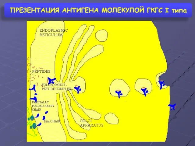 ПРЕЗЕНТАЦИЯ АНТИГЕНА МОЛЕКУЛОЙ ГКГС I типа