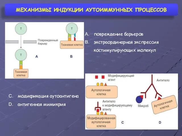 МЕХАНИЗМЫ ИНДУКЦИИ АУТОИММУННЫХ ПРОЦЕССОВ повреждение барьеров экстраординарная экспрессия костимулирующих молекул A